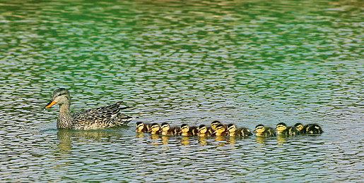 《无主之地4》亚蒙故事中配预告 猛男把人脑捏成钻石